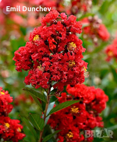 Индийски люляк, Lagerstroemia indica
