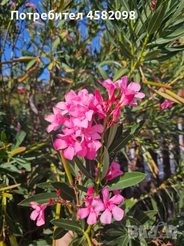 Олеандър (зокум, лян, Nerium oleander), снимка 6 - Градински цветя и растения - 55678901