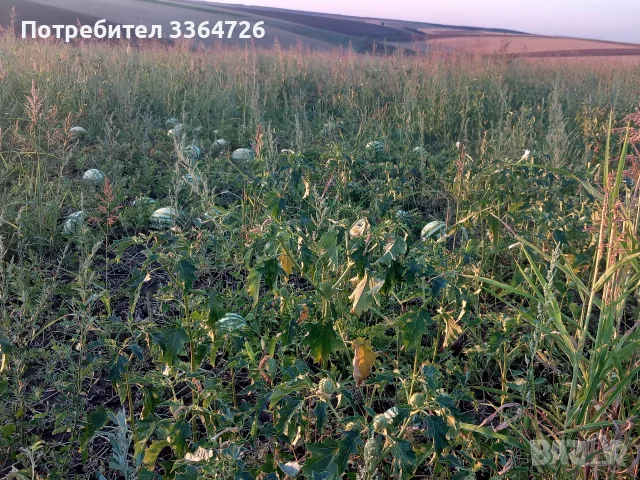 ДИНИ с.Точилари общ.Кубрат собствено производство., снимка 5 - Други - 55690652