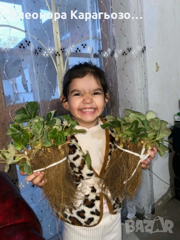 Разсад ягоди и малини