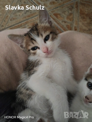 котенца, снимка 2 - Други - 55088893