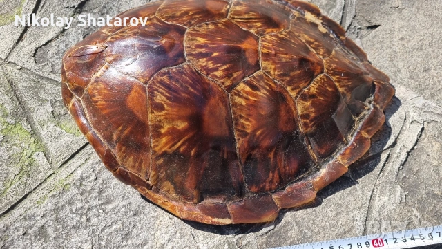 костенурка. трофей., снимка 5 - Декорация за дома - 54328941