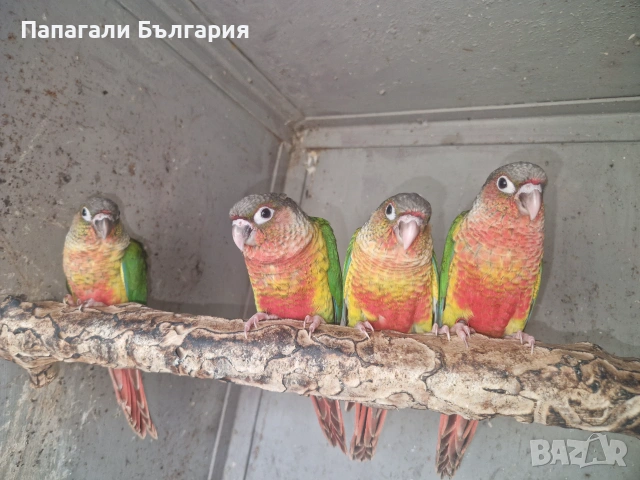 Пирури ръчно хранени, снимка 2 - Папагали - 55139059