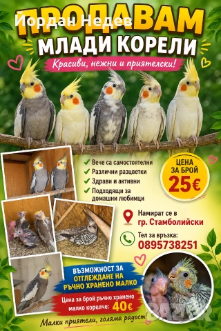 Папагали Корели , снимка 2 - Папагали - 55186716