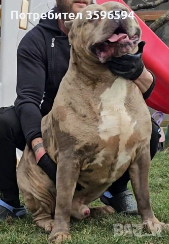 American Bully XL