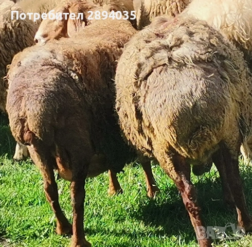 овце и кочове , снимка 4 - Овце - 54628048