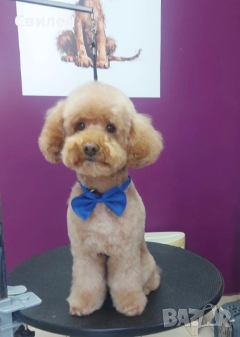 Мъжки Мини Пудел(За Разплод) на 4 г ,с родословие(Тест за генна чистота )Варна