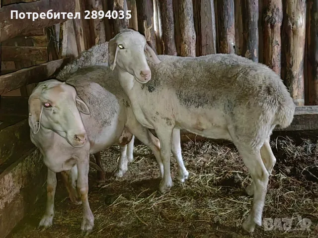 овце коч агнетаа, снимка 3 - Овце - 55482382