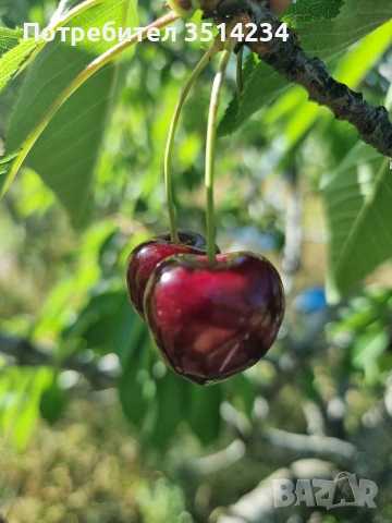 Продавам кюстендилски бели и червени череши, снимка 2 - Домашни продукти - 55151512