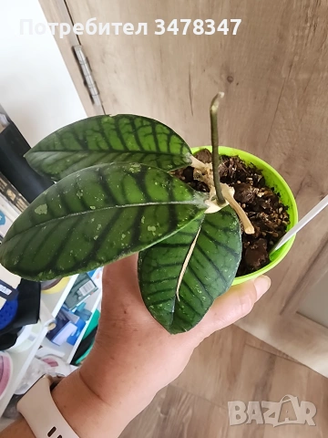 Хоя Ranauensis