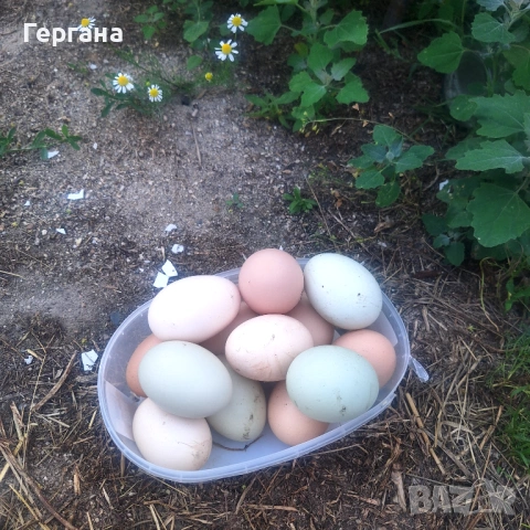 Домашни кокоши яйца