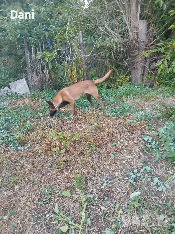 Malinova Belgiska Ovcarka, снимка 7 - Белгийска овчарка - 55553745