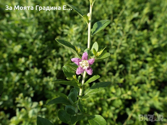 Годжи бери - Червено и жълто , снимка 7 - Градинска техника - 54020824