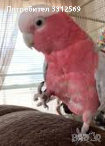 Розово какаду