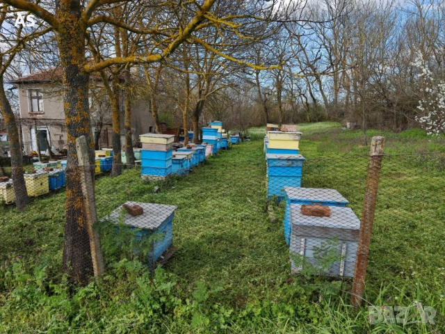 Пчелни кошери  ДБ 12 рамкови, снимка 4 - Други животни - 54350075