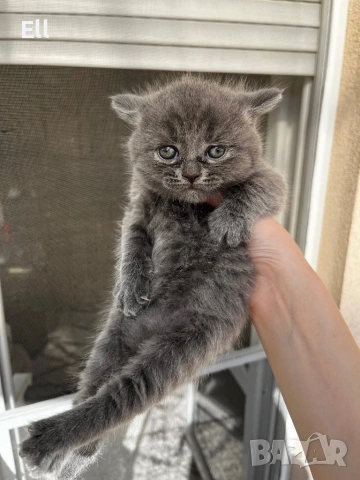Британски котета, снимка 3 - Британска късокосместа - 54913462