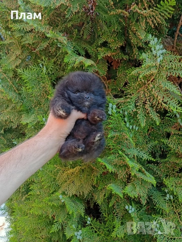 Мини Померанчета. Миниатюрни мини момчета. Реални снимки от 29.04.2026 г.