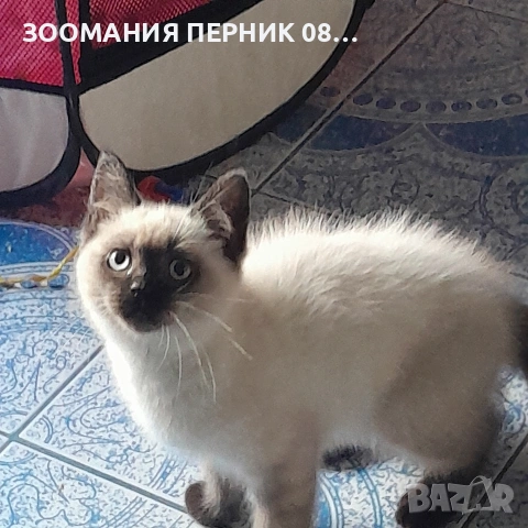 котета Регдол, снимка 2 - Други - 54727561