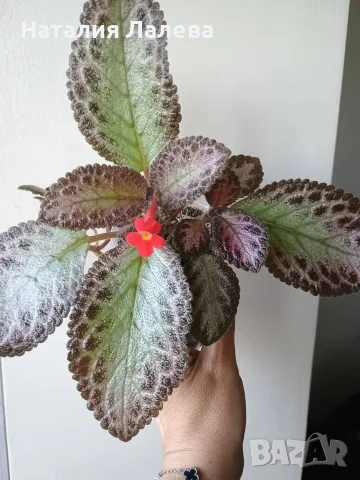 Еписция, episcia Pink Acajou, снимка 3 - Стайни растения - 55549590
