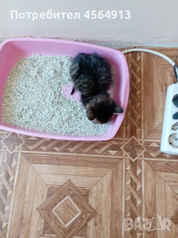 Подарявам коте