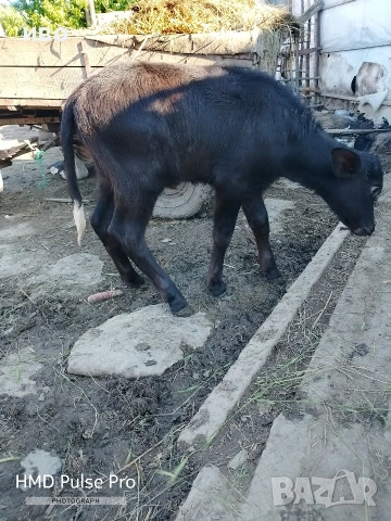 селскостопански животни , снимка 4 - Крави - 54595902