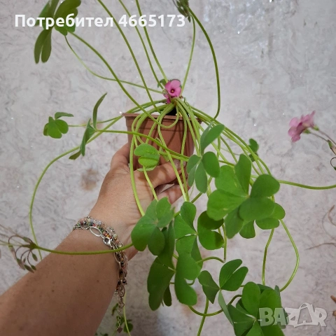 Оксалис /Детелина Бяла и Розова , снимка 16 - Градински цветя и растения - 54510708