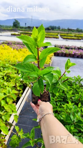 Хортензия паникулата Пинки Уинки, Hydrangea paniculata Pinky Winky, снимка 7 - Градински цветя и растения - 54722812