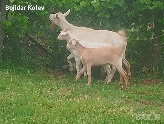 Продавам коза и яре
