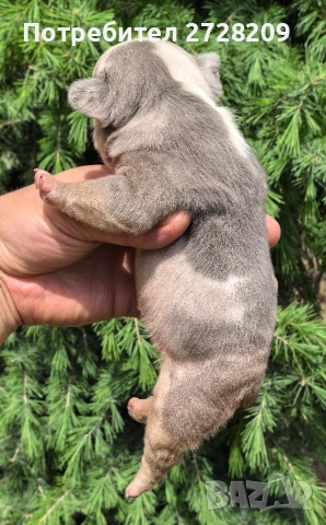 Френски булдог/French Bulldog , снимка 3 - Френски булдог - 54656690