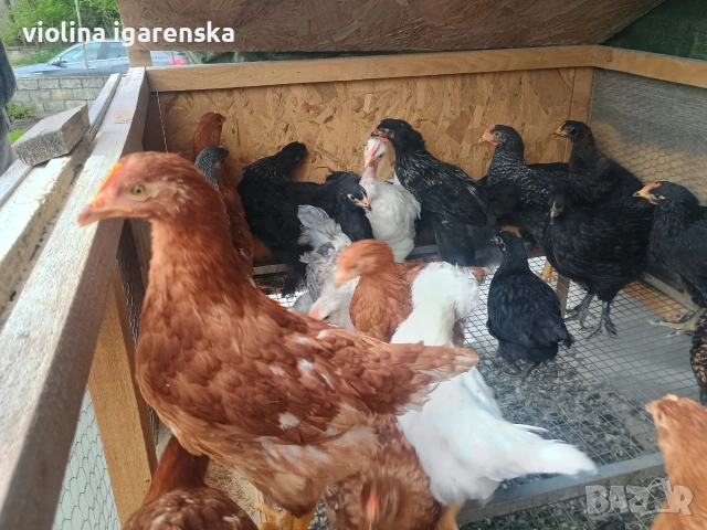 ярки и пилета , снимка 5 - Кокошки и пуйки - 54261403