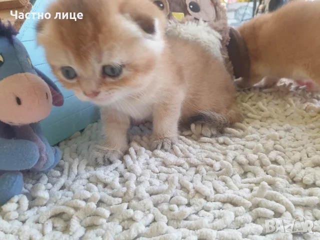 Шотландски Златни чинчили, снимка 6 - Чинчили - 55503230