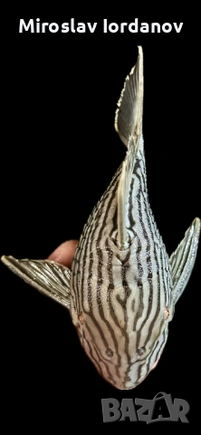 L190 20+см, снимка 2 - Рибки - 54341588