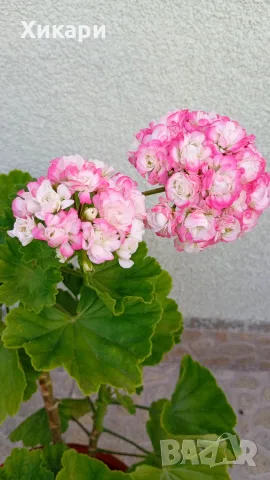 Сортово мушкато Pelargonium Appleblossom rosebud, снимка 2 - Стайни растения - 55299219