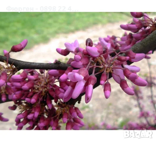 Див рожков (Cercis siliquastrum) Дърво на Юда, снимка 5 - Разсади - 55590892