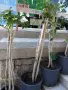Продавам Шефлера / Schefflera 10 годишна, 170 см. височина, 10 броя, снимка 3