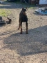 Доберман на 3 месеца ваксина и паспорт doberman, снимка 5