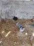 Малки пухкави зайчета, снимка 5