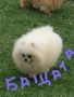 Продавам померани, снимка 5