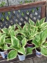 Пъстро листа хоста , снимка 4