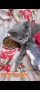  котенца британска късокосместа, снимка 5