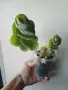 Каланхое, Kalanchoe laxiflora ssp. violacea, снимка 1
