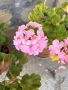 Селски мушката х 1.5 € със саксия , снимка 2