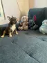 Две прекрасни момченца, снимка 1