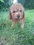 Той момиченце на 2 месеца, снимка 1