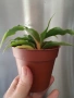 Хлорофитум Оранж Грин расад/Chlorophytum Orange Grimm, снимка 3