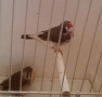 Амадинки джъмбо , снимка 6