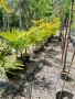 Палми Трахикарпус , Trachycarpus fortunei, снимка 7