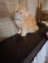 Уникално персийско котенце , снимка 9