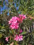 Олеандър (зокум, лян, Nerium oleander), снимка 6