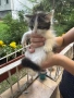 Подаряват се късметлийчета, снимка 2